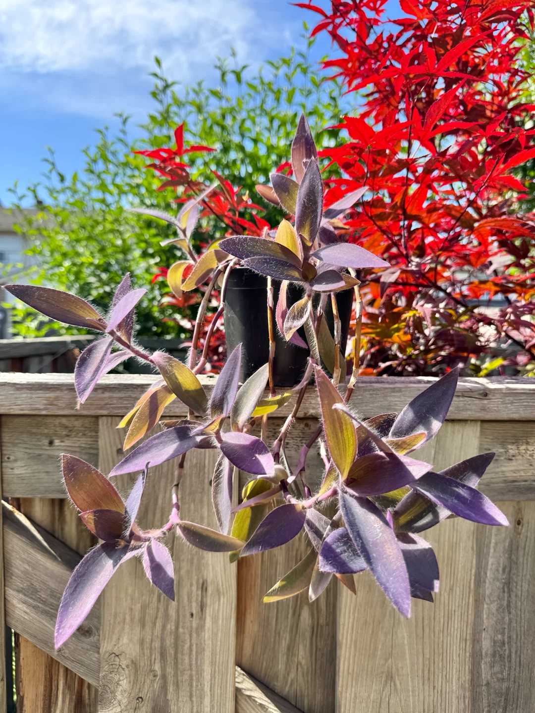 Purple Heart Plant (Tradescantia) – Trailing Purple Houseplant