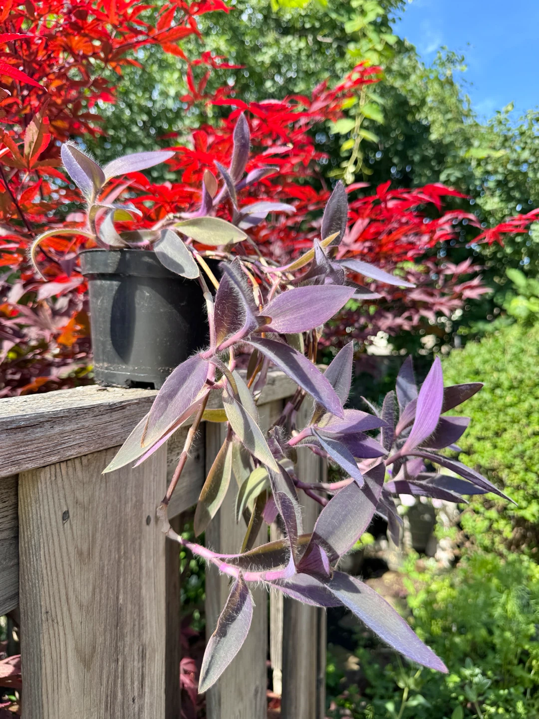 Purple Heart Plant (Tradescantia) – Trailing Purple Houseplant - photo 2