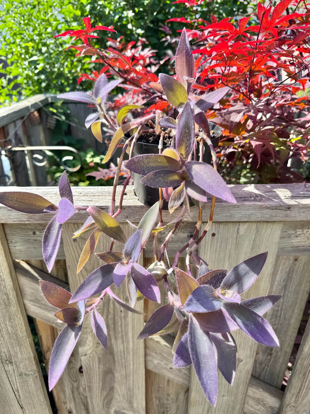 Purple Heart Plant (Tradescantia) – Trailing Purple Houseplant - photo 3