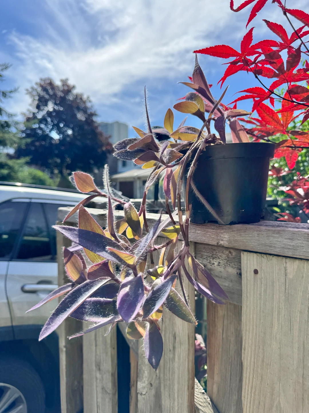 Purple Heart Plant (Tradescantia) – Trailing Purple Houseplant - photo 4