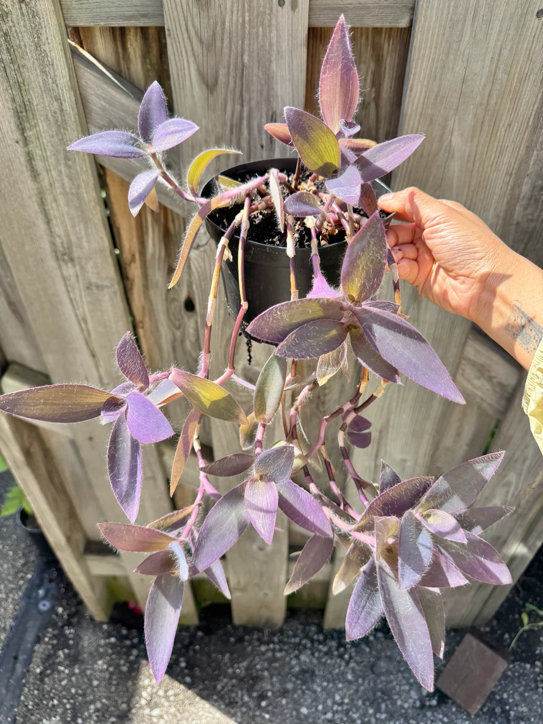 Purple Heart Plant (Tradescantia) – Trailing Purple Houseplant - photo 5