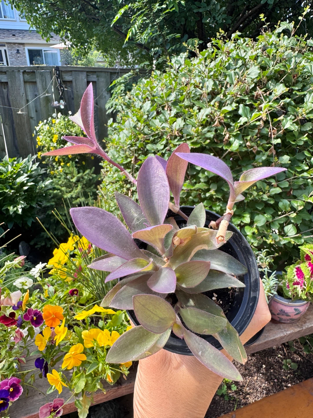 Purple Heart Plant - B