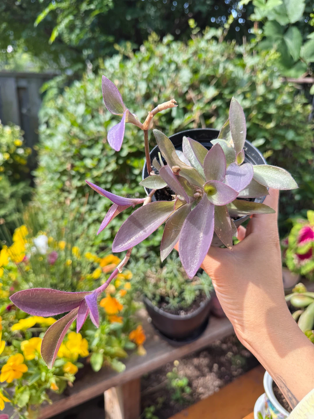Purple Heart Plant - B - photo 2