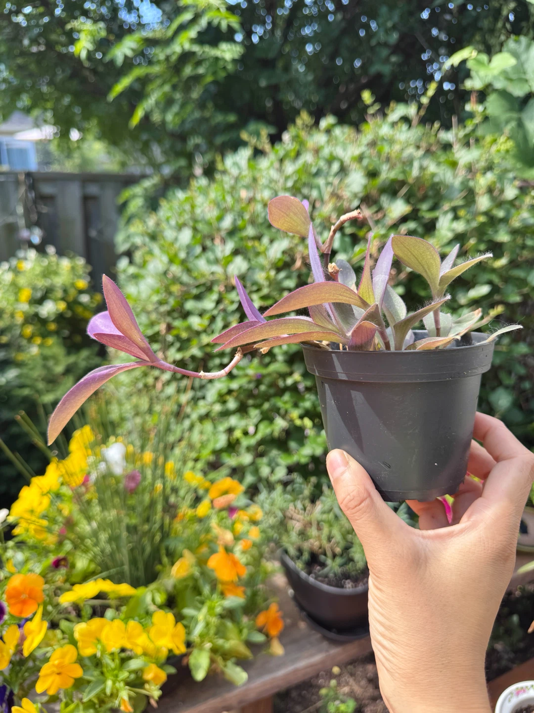 Purple Heart Plant - B - photo 3
