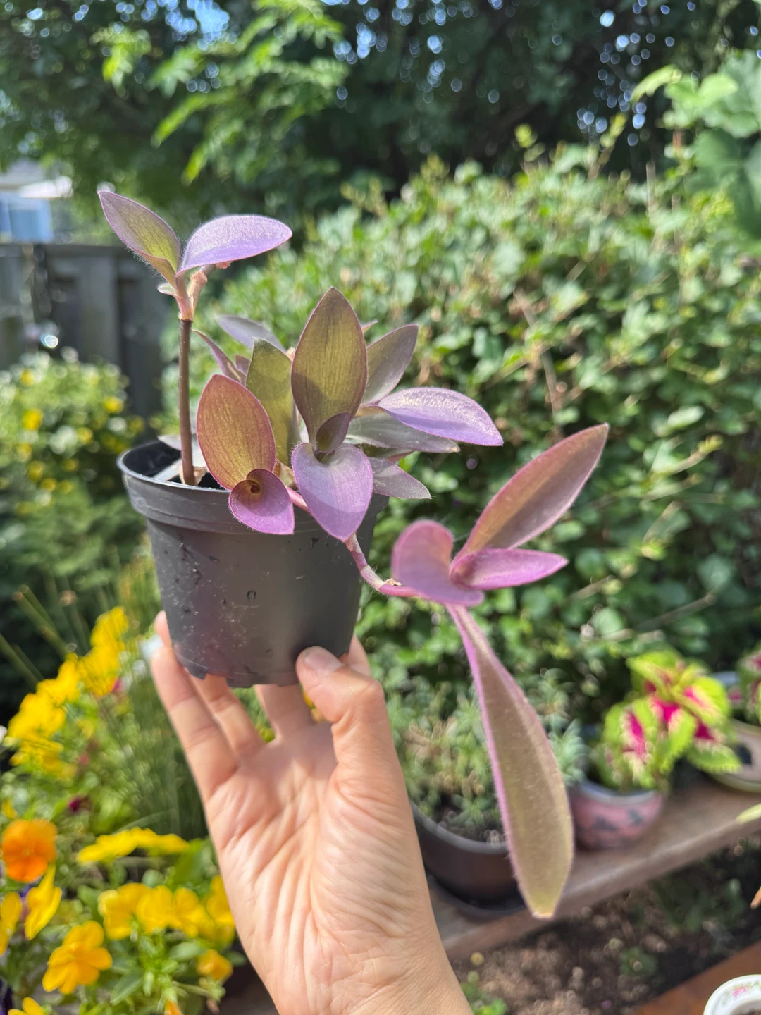 Purple Heart Plant - B - photo 4