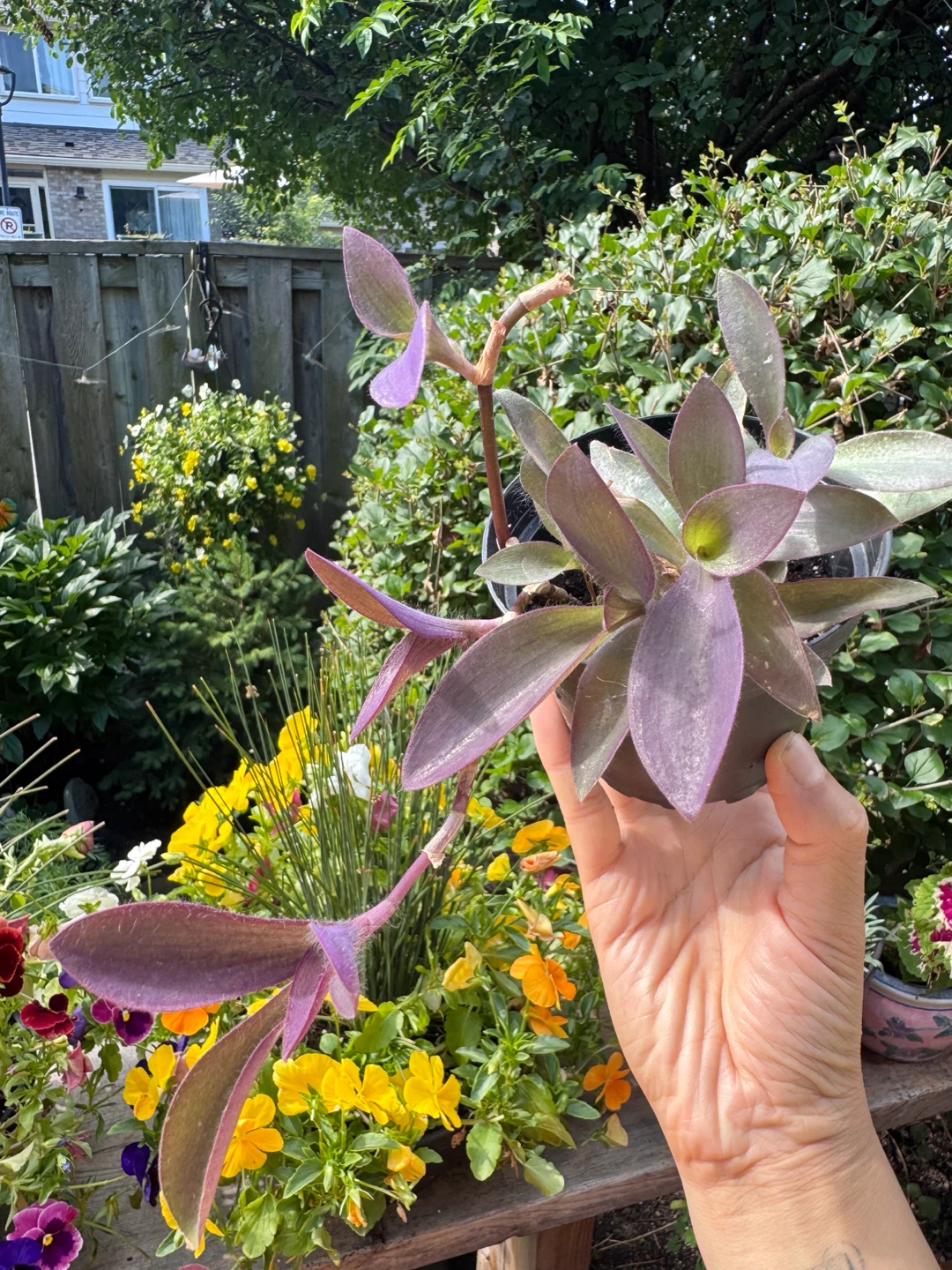 Purple Heart Plant - B - photo 5