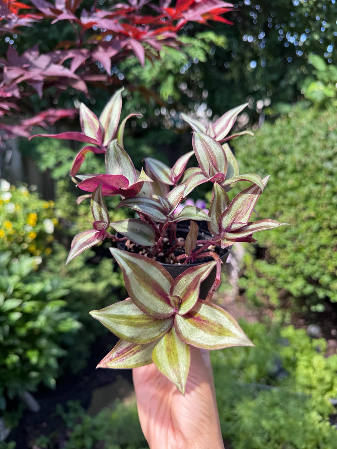 Tradescantia Zebrina