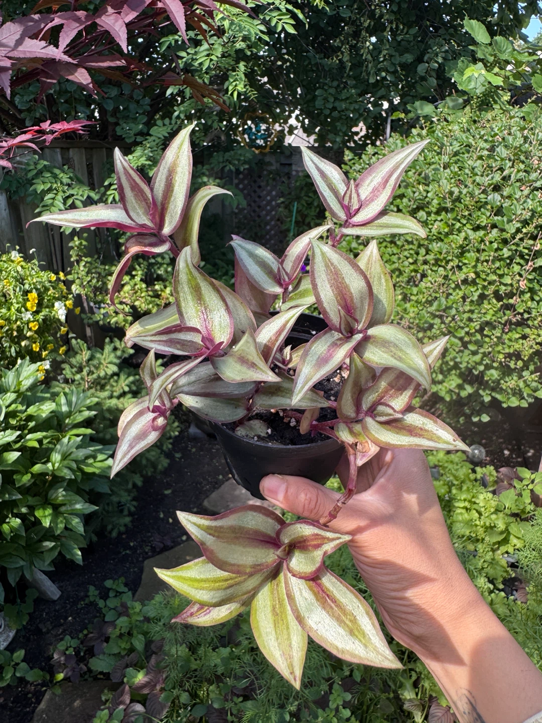 Tradescantia Zebrina - photo 2