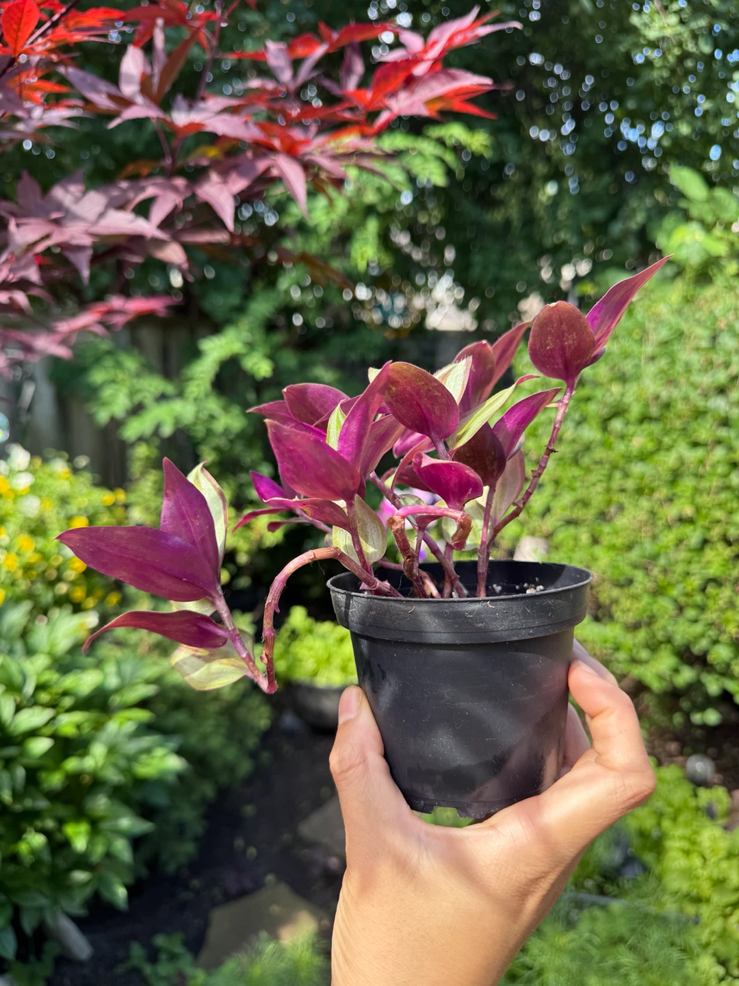 Tradescantia Zebrina - photo 3