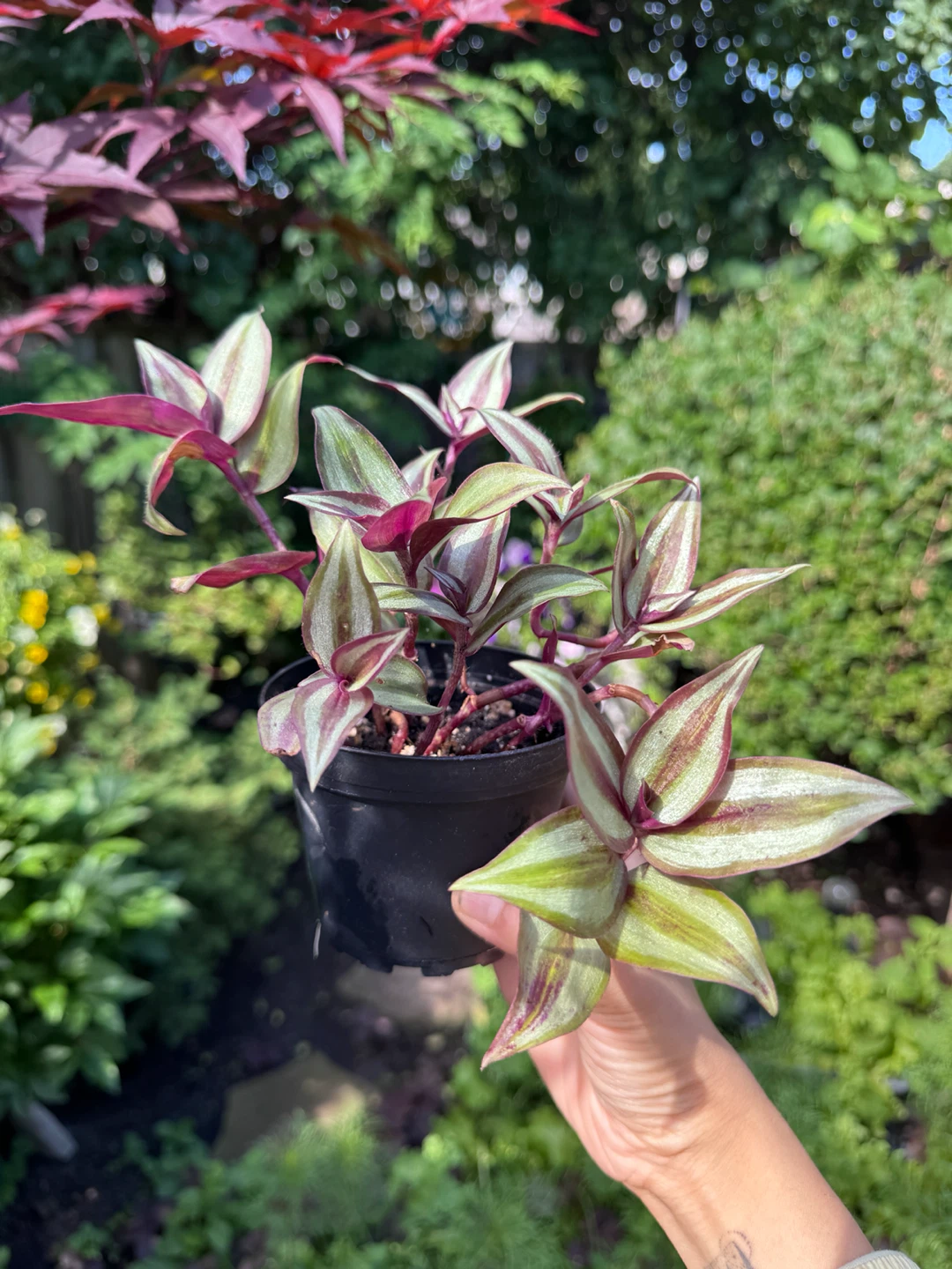 Tradescantia Zebrina - photo 4