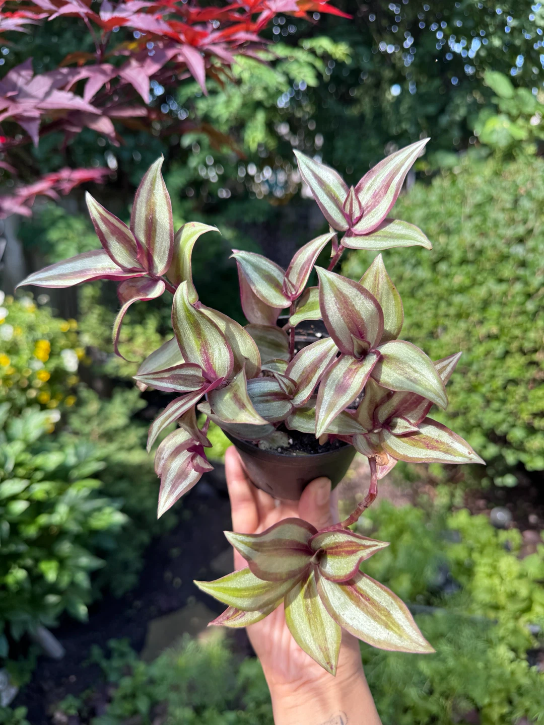 Tradescantia Zebrina - photo 5
