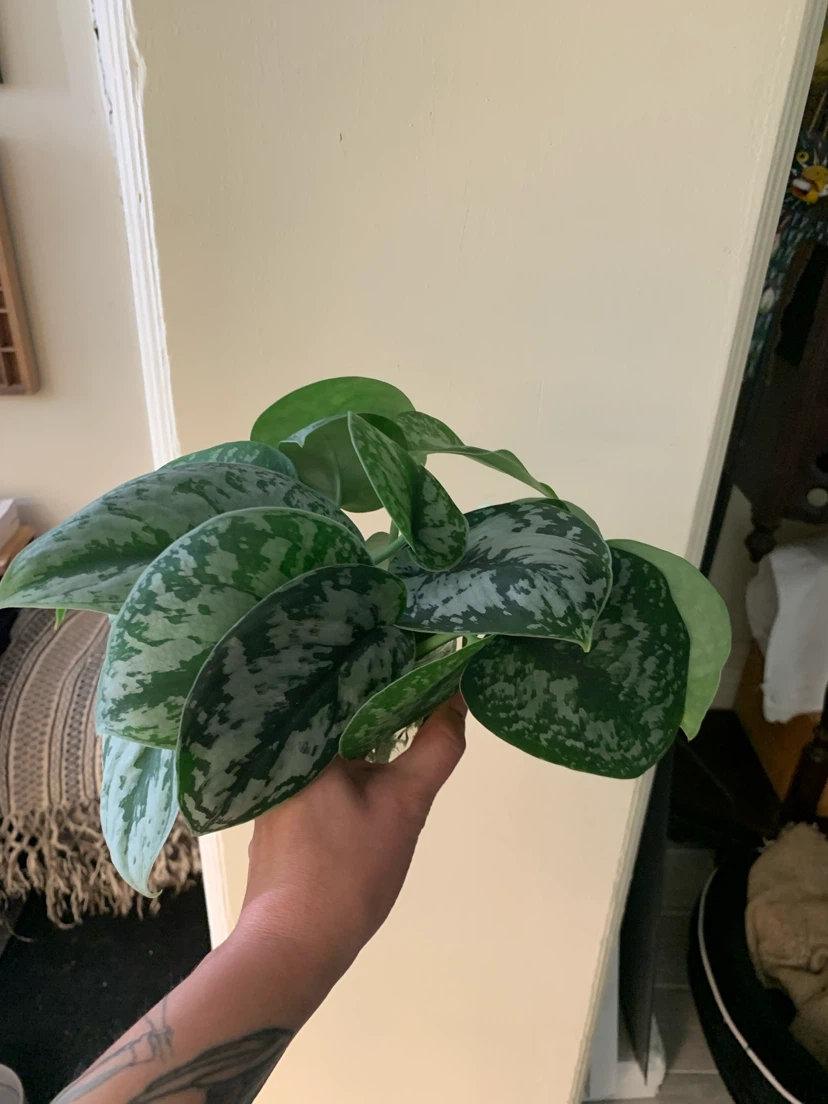 Beautiful healthy house plants - photo 4