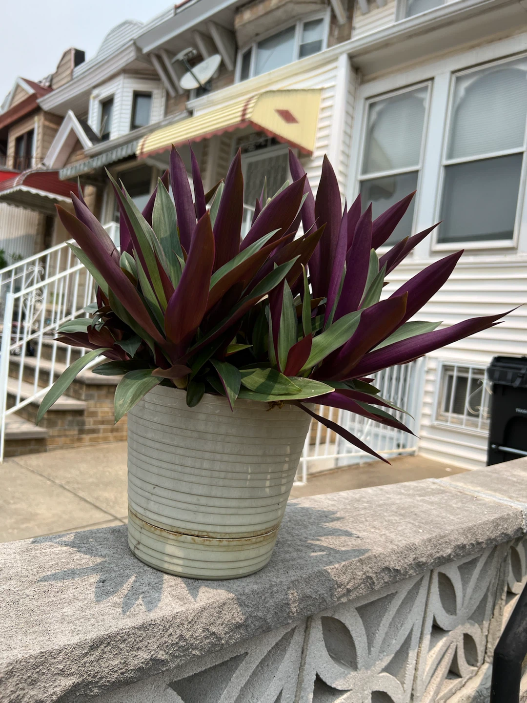 Beautiful large potted oyster Plant in Potted Container