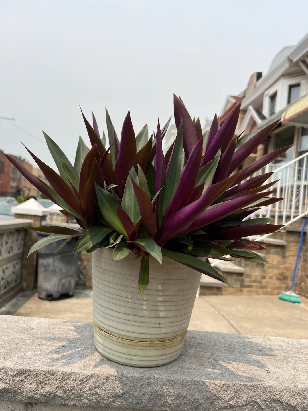 Beautiful large potted oyster Plant in Potted Container - photo 2