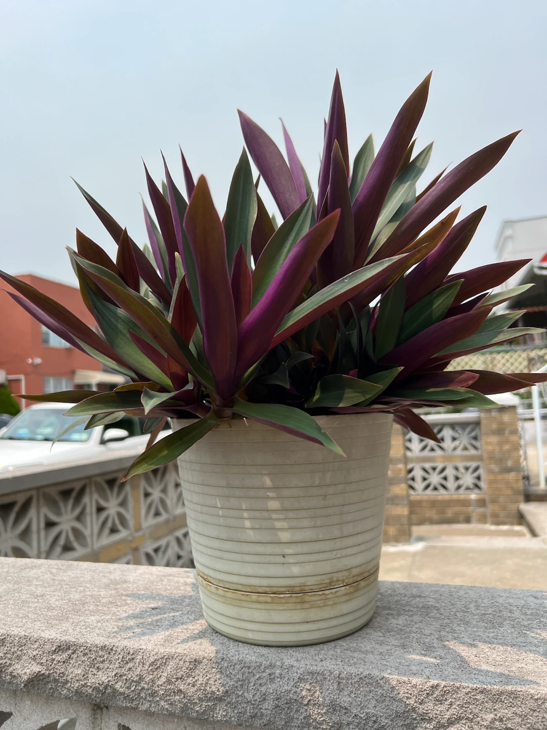 Beautiful large potted oyster Plant in Potted Container - photo 3