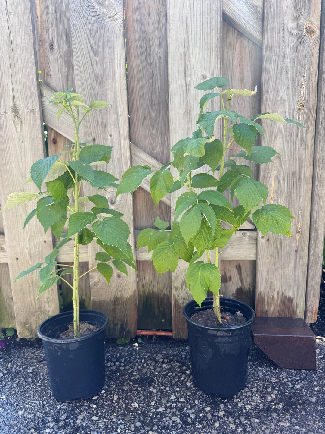 Healthy Raspberry Plant