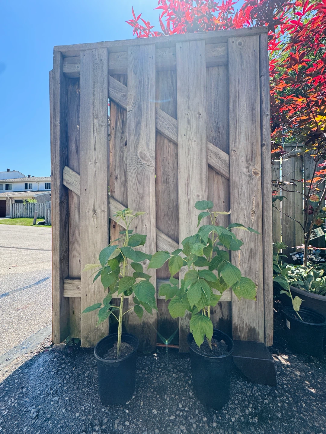 Healthy Raspberry Plant - photo 2