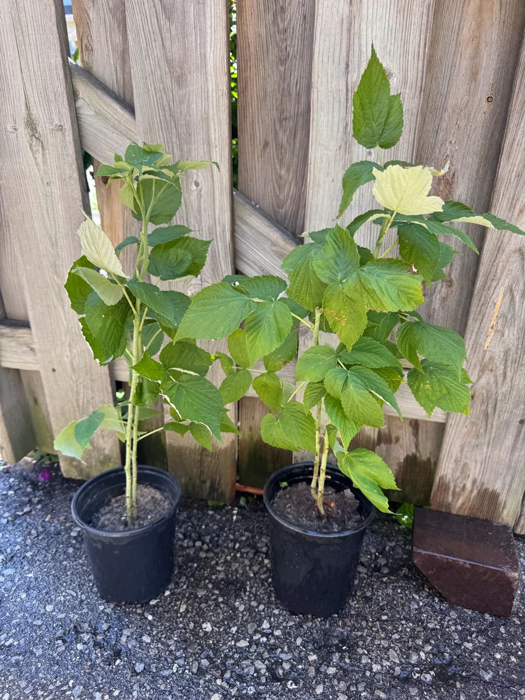 Healthy Raspberry Plant - photo 3