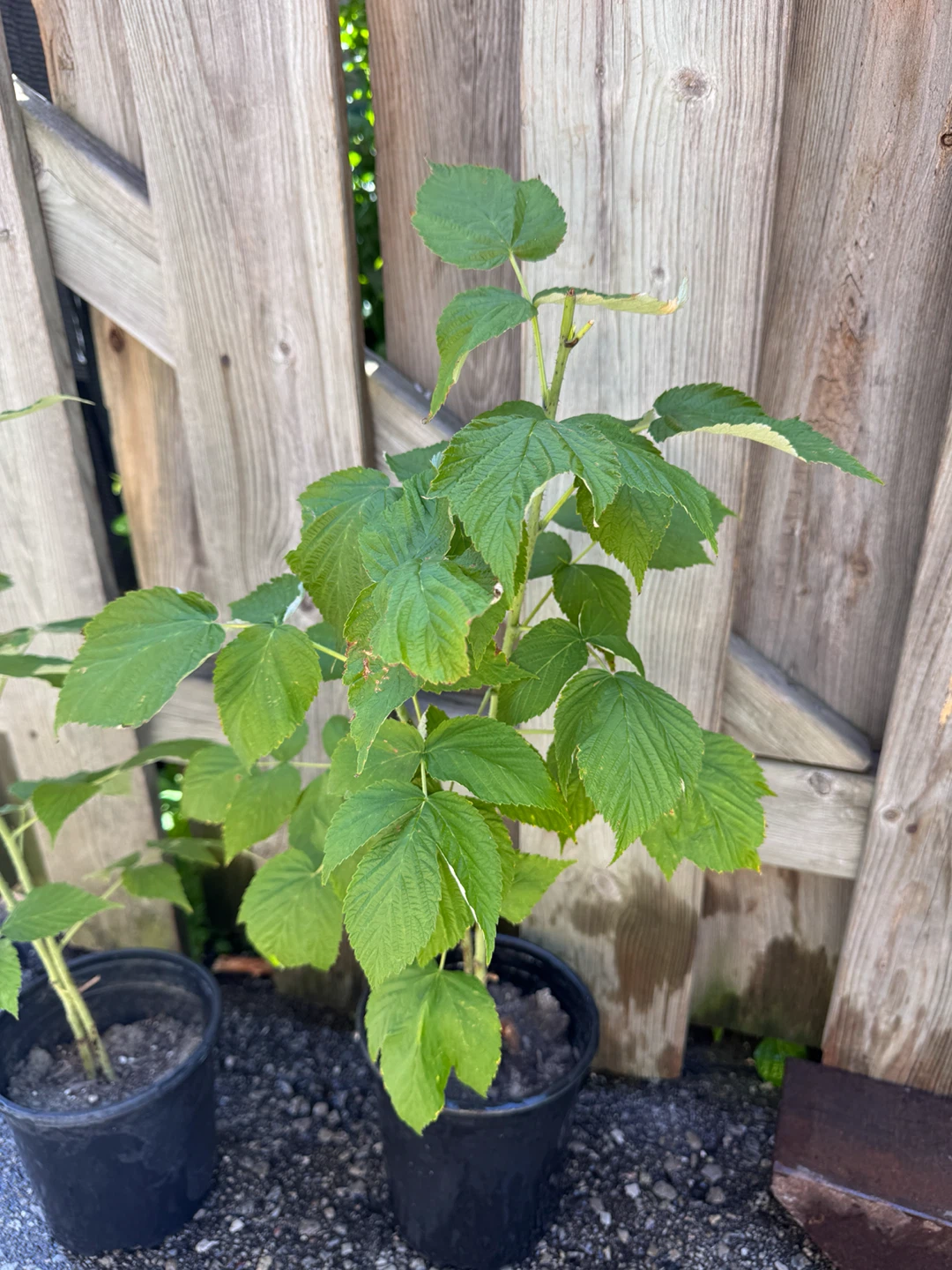 Healthy Raspberry Plant - photo 4
