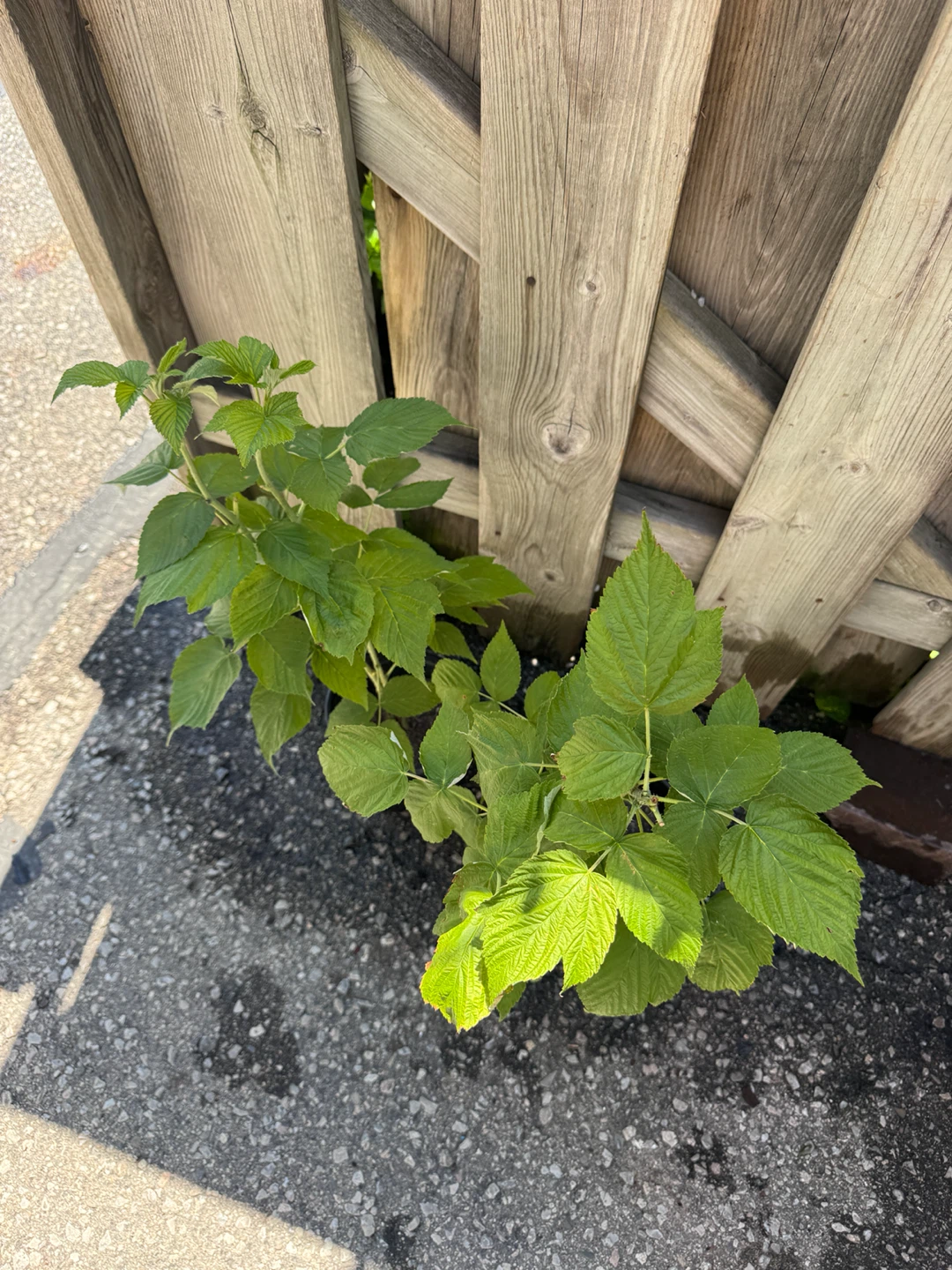 Healthy Raspberry Plant - photo 5