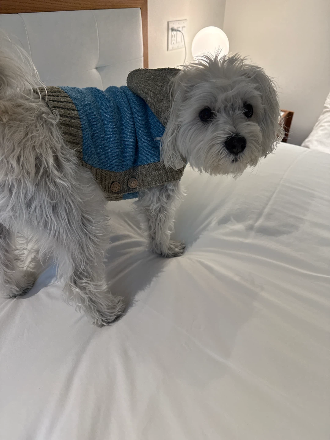 Small dog hoodie (18 1bs) Martha Stewart design - photo 3