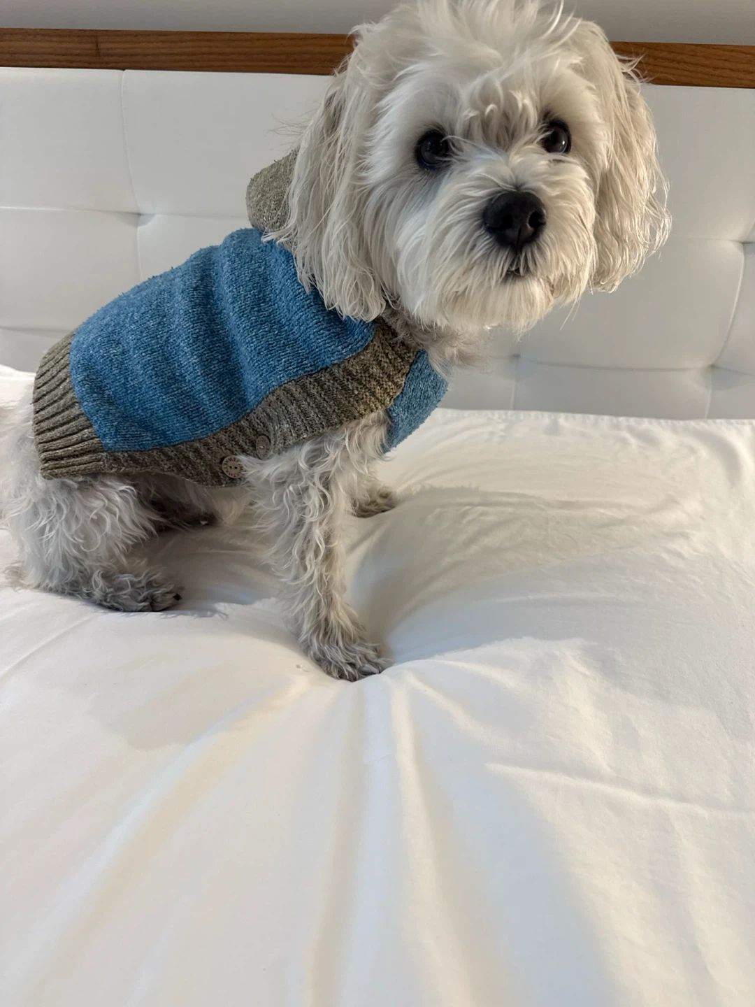 Small dog hoodie (18 1bs) Martha Stewart design - photo 4