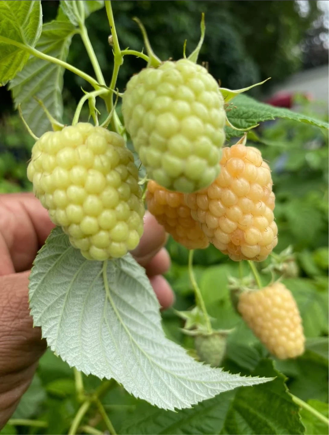 Golden Raspberry Plants - photo 3