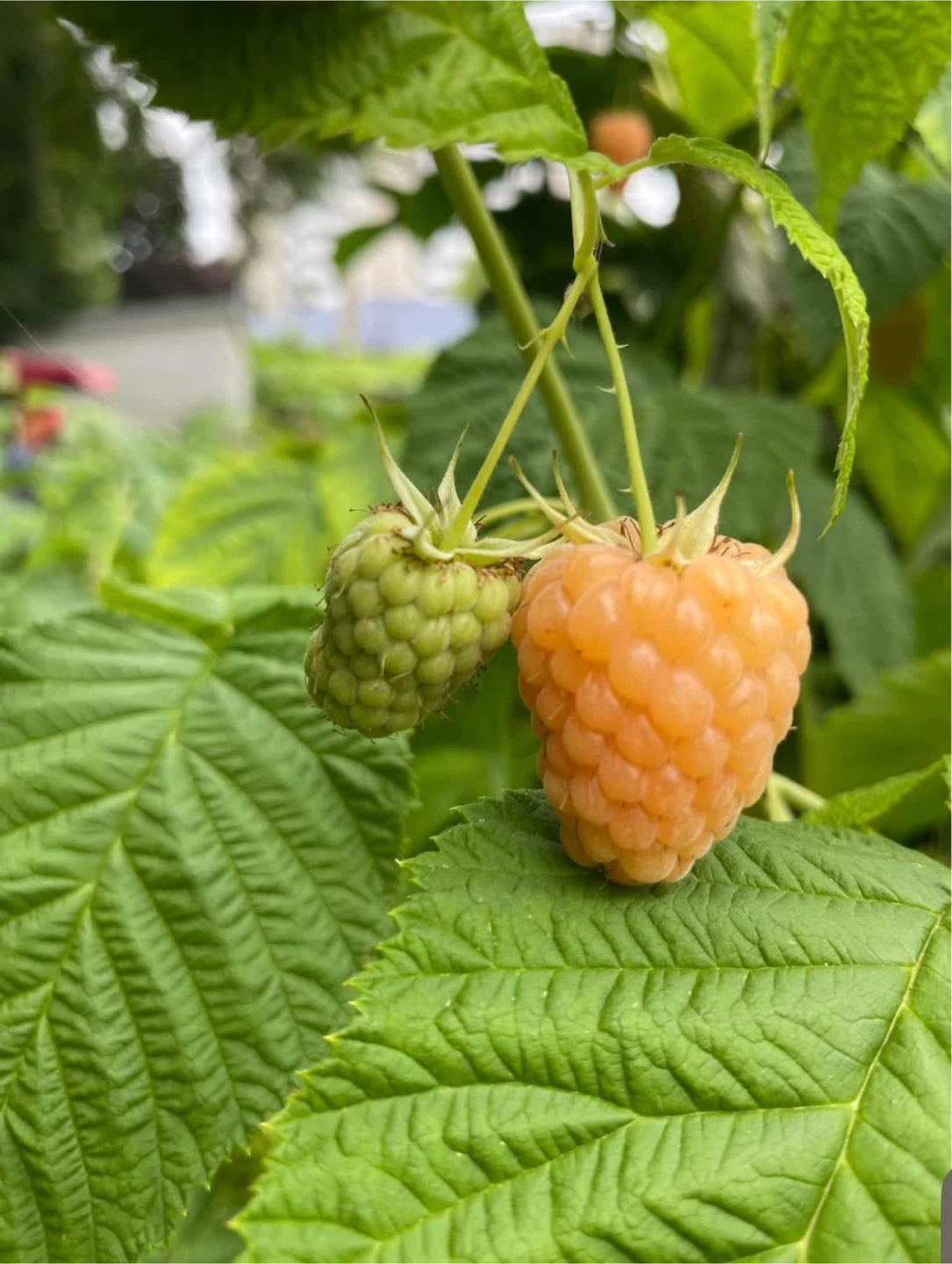 Golden Raspberry Plants - photo 2