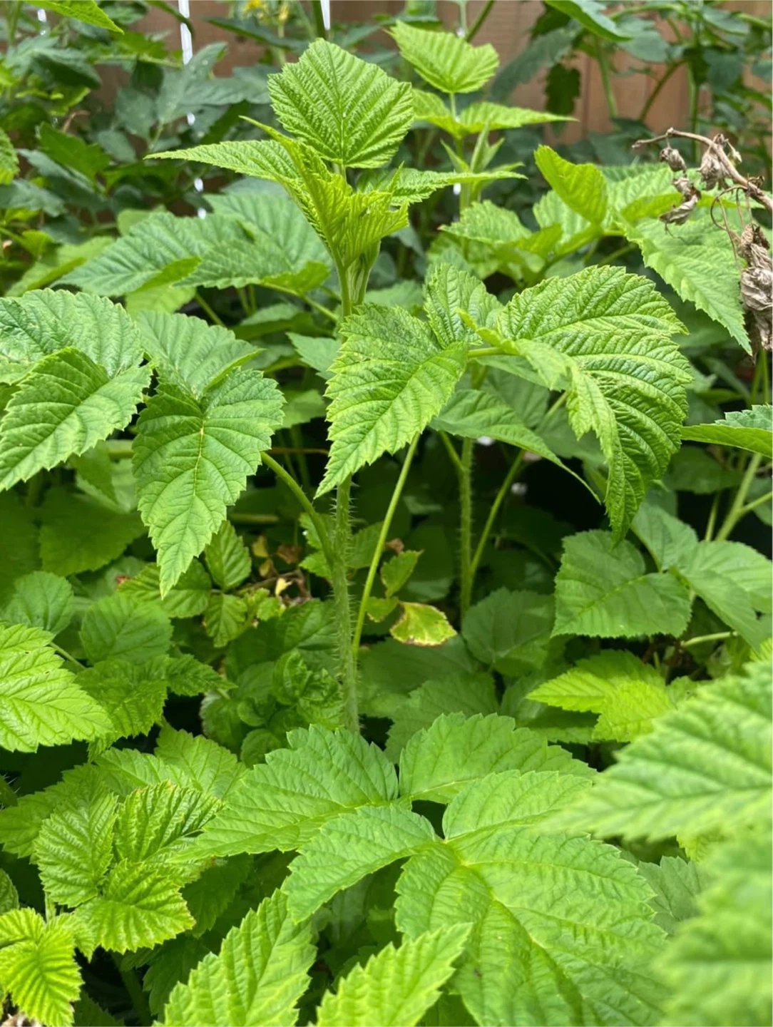 Golden Raspberry Plants - photo 5