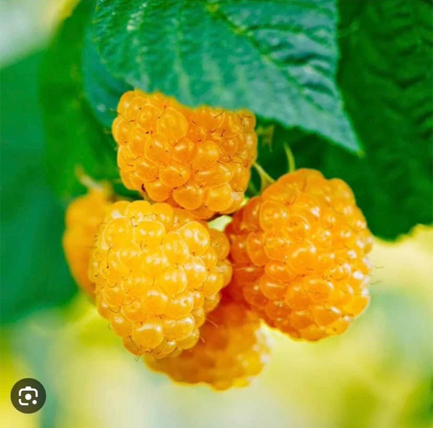 Golden Raspberry Plants