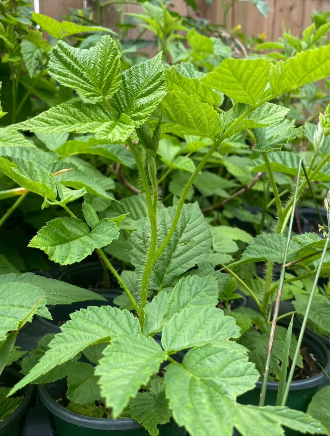 Golden Raspberry Plants - photo 4