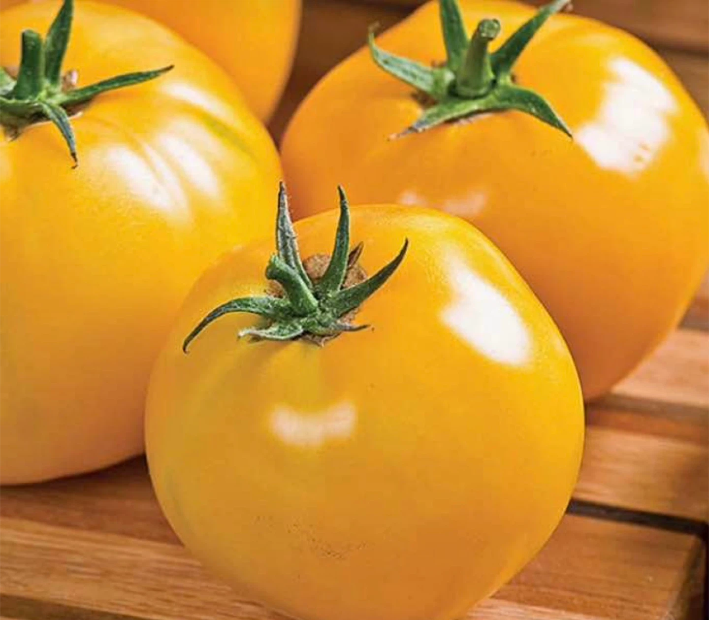 Multiple Variety Tomato Seedlings