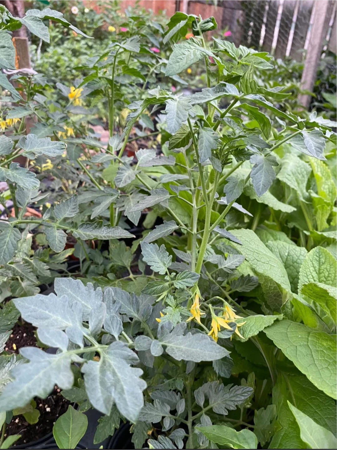 Multiple Variety Tomato Seedlings - photo 4