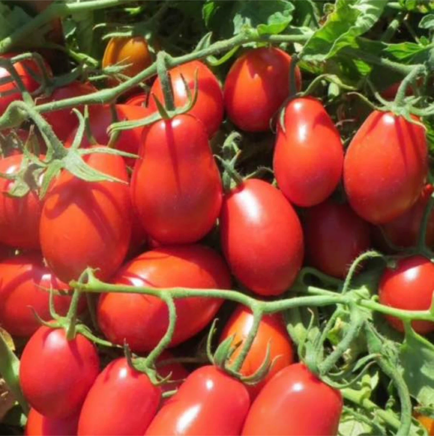Multiple Variety Tomato Seedlings - photo 3