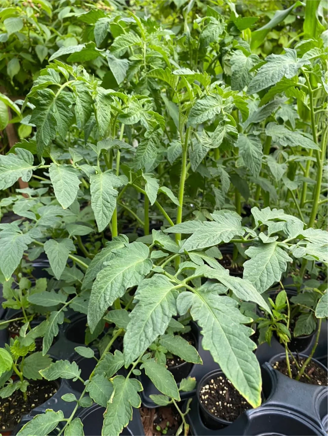Multiple Variety Tomato Seedlings - photo 5