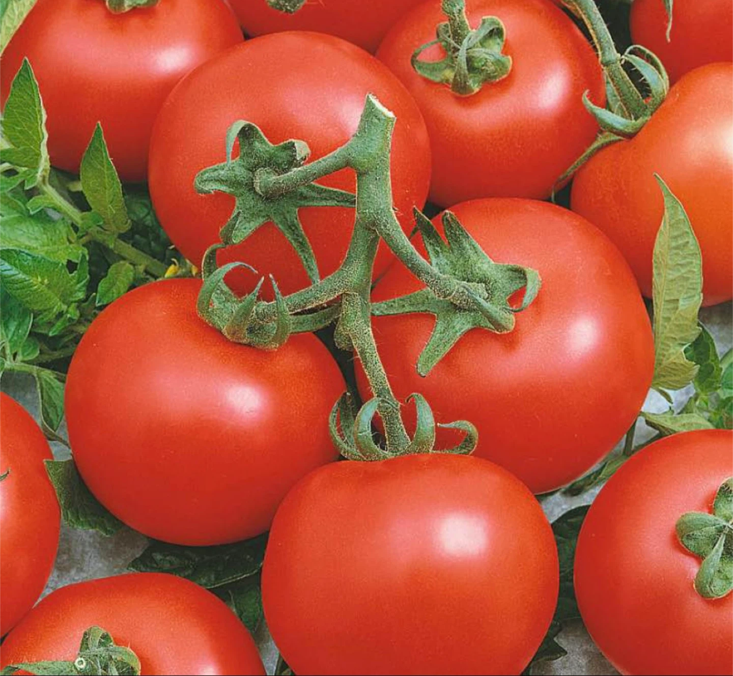 Multiple Variety Tomato Seedlings - photo 2