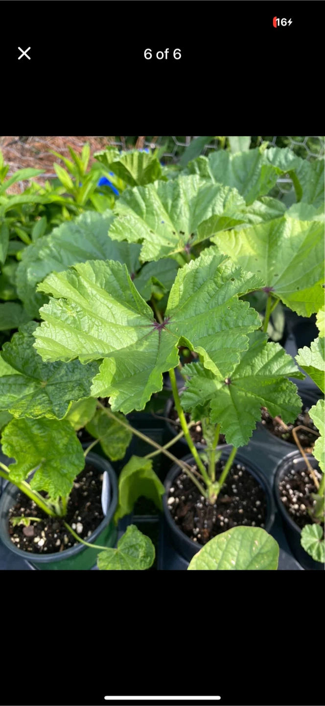 Mallow / Malva Mystic Plants for Sale - photo 5