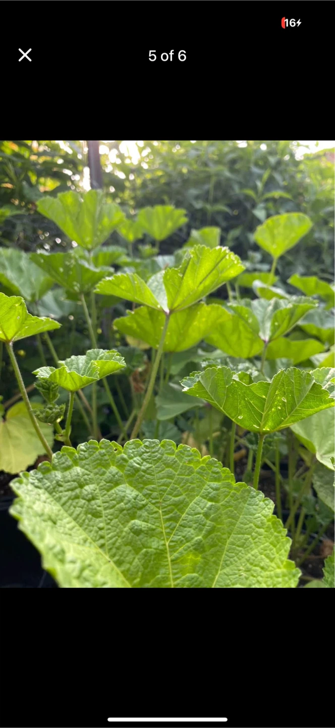 Mallow / Malva Mystic Plants for Sale - photo 3