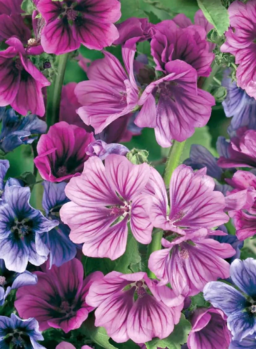 Mallow / Malva Mystic Plants for Sale - photo 4