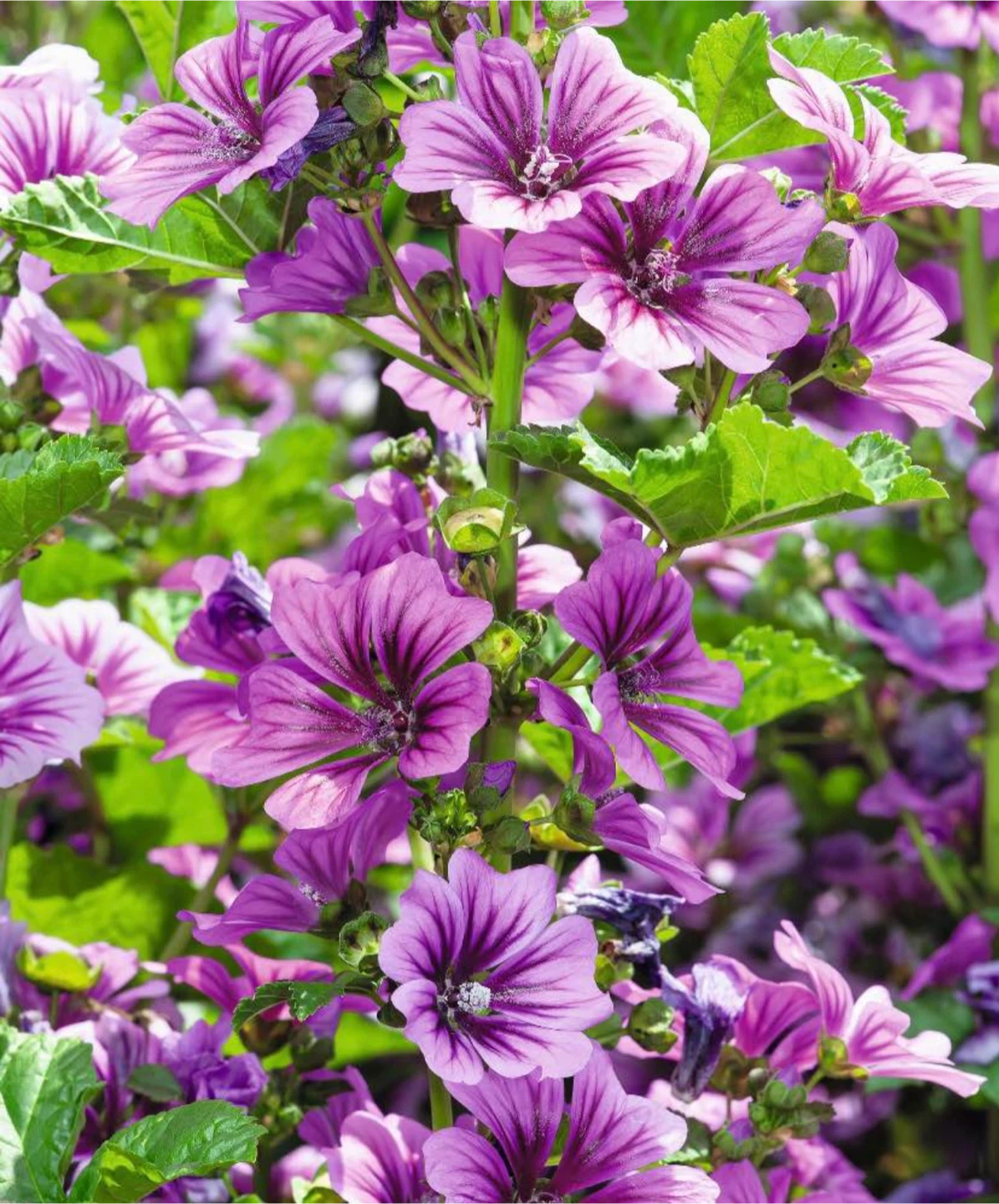 Mallow / Malva Mystic Plants for Sale