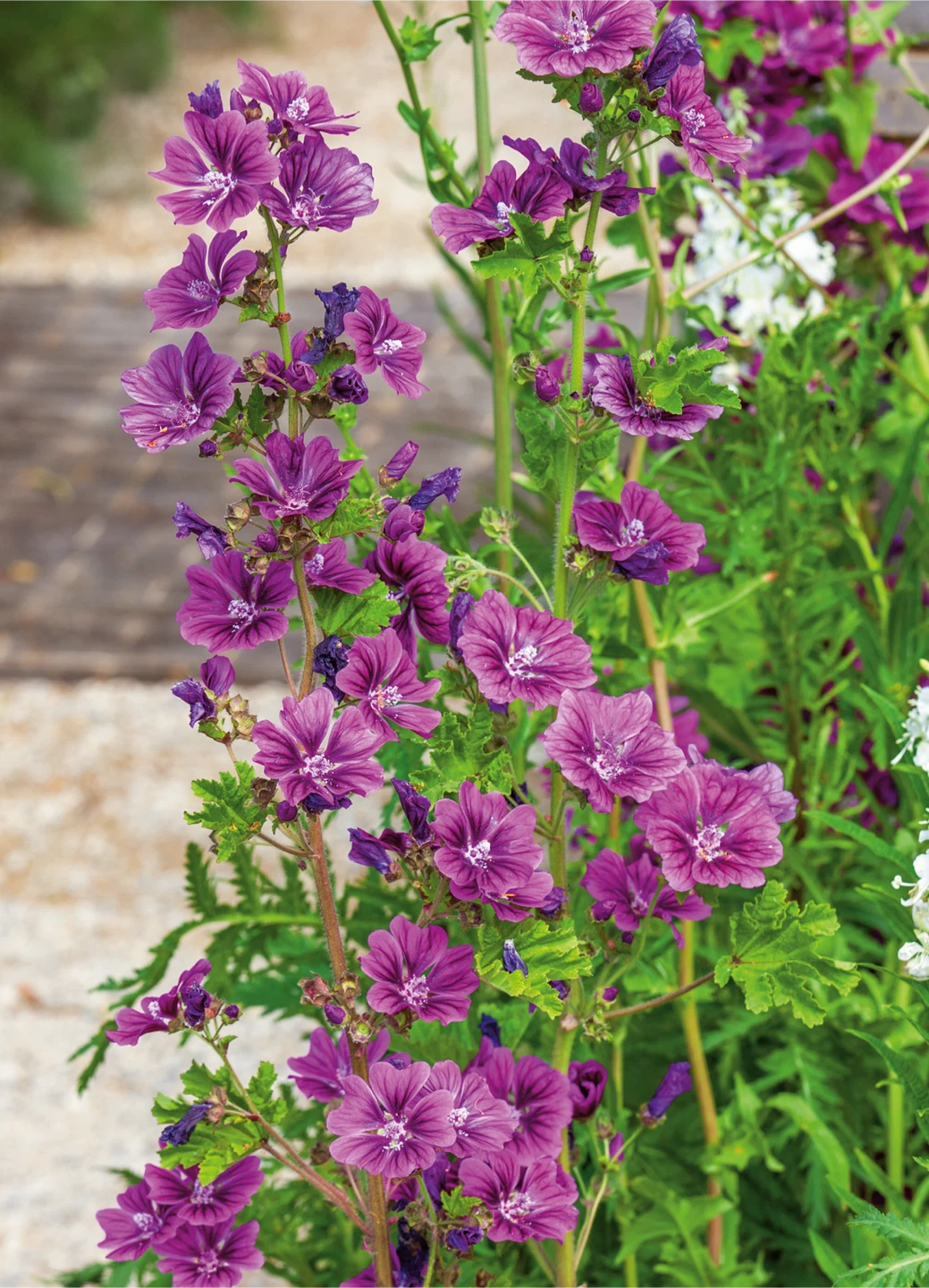 Mallow / Malva Mystic Plants for Sale - photo 2