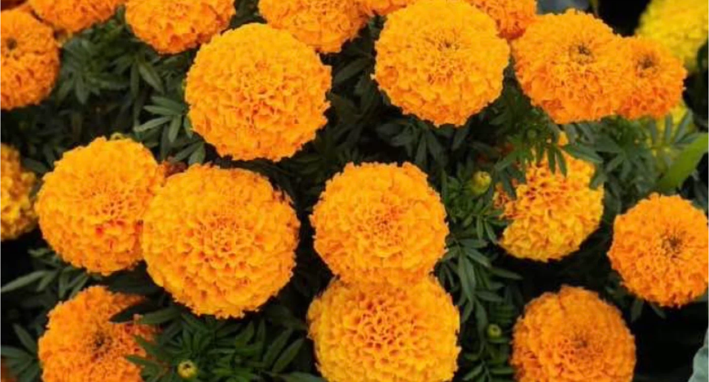 Large Cracker jack Marigold plants ready to bloom 🪴 - photo 2