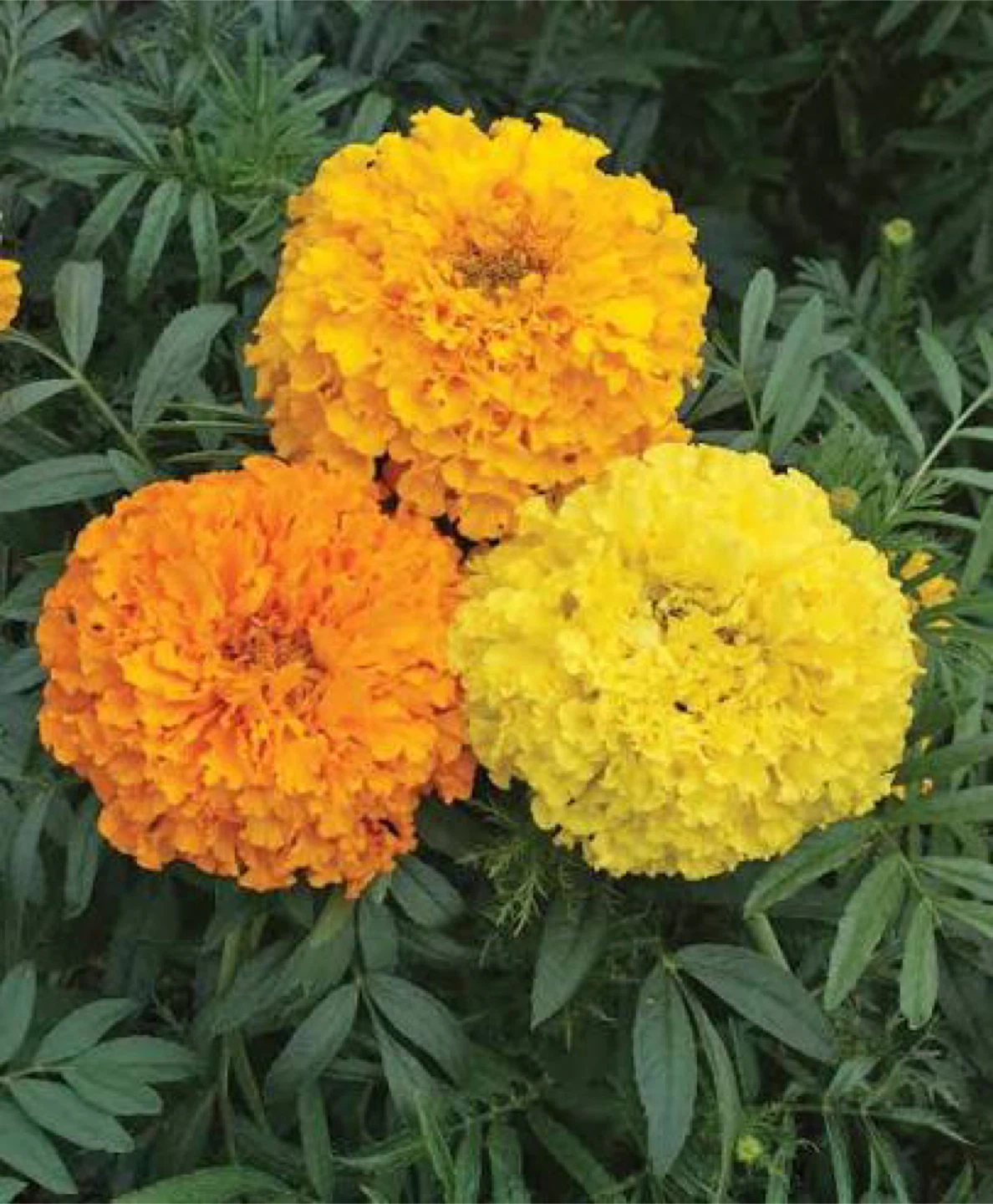 Large Cracker jack Marigold plants ready to bloom 🪴
