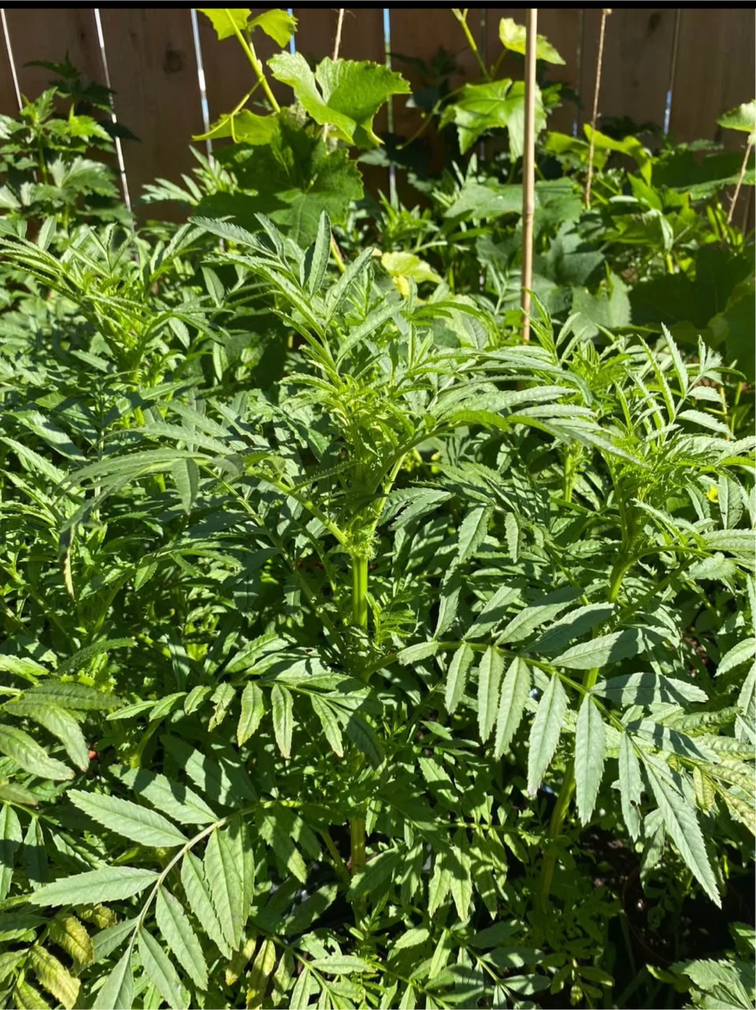 Large Cracker jack Marigold plants ready to bloom 🪴 - photo 3