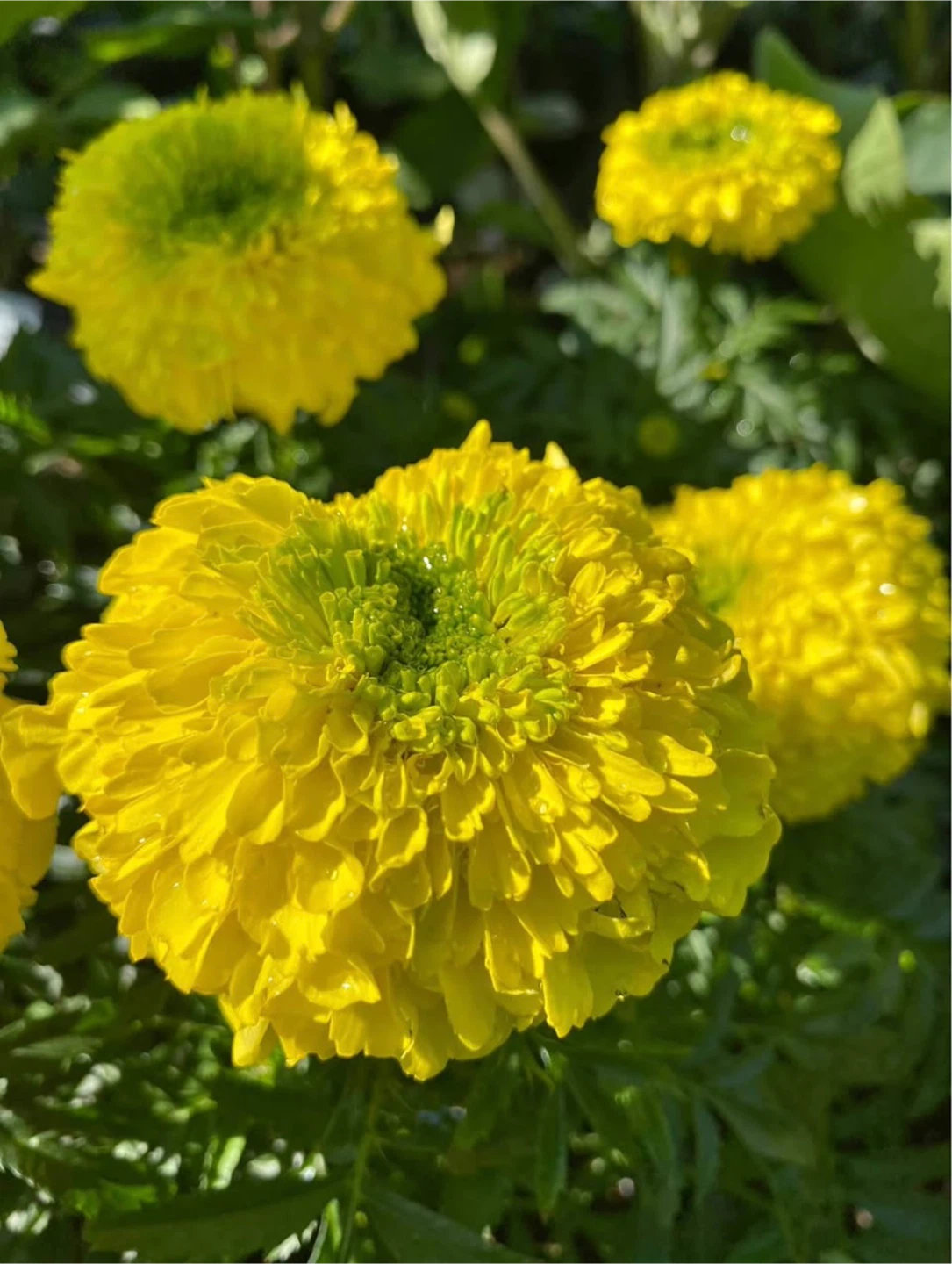 Large Hybrid Inca marigold flowers seedlings blooming 🌱 - photo 3