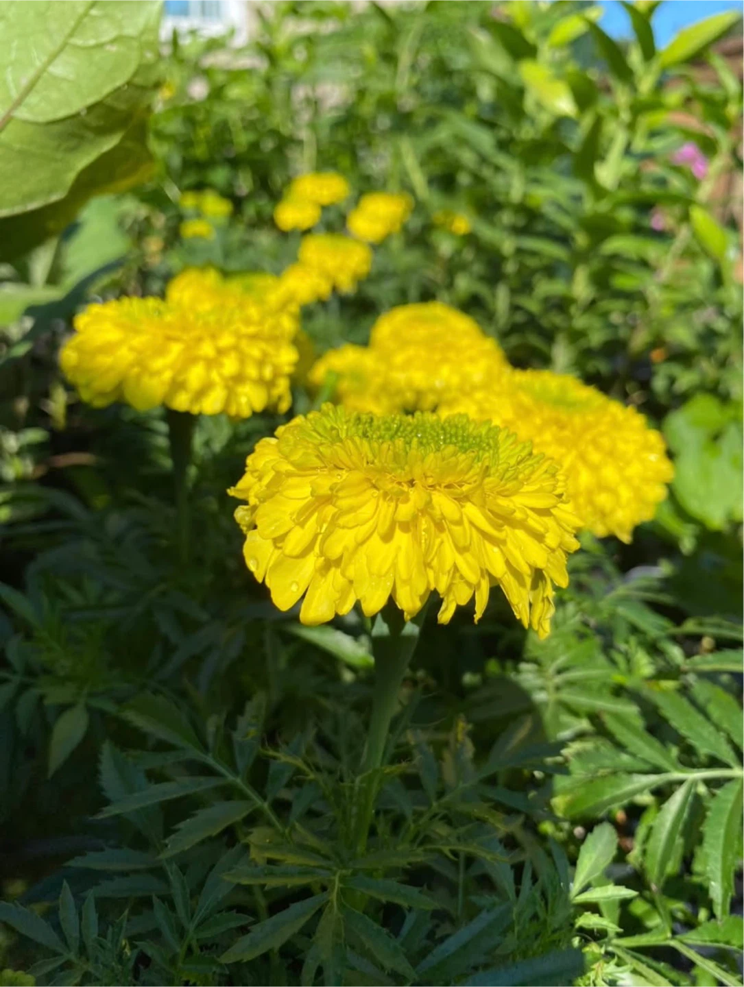 Large Hybrid Inca marigold flowers seedlings blooming 🌱 - photo 4