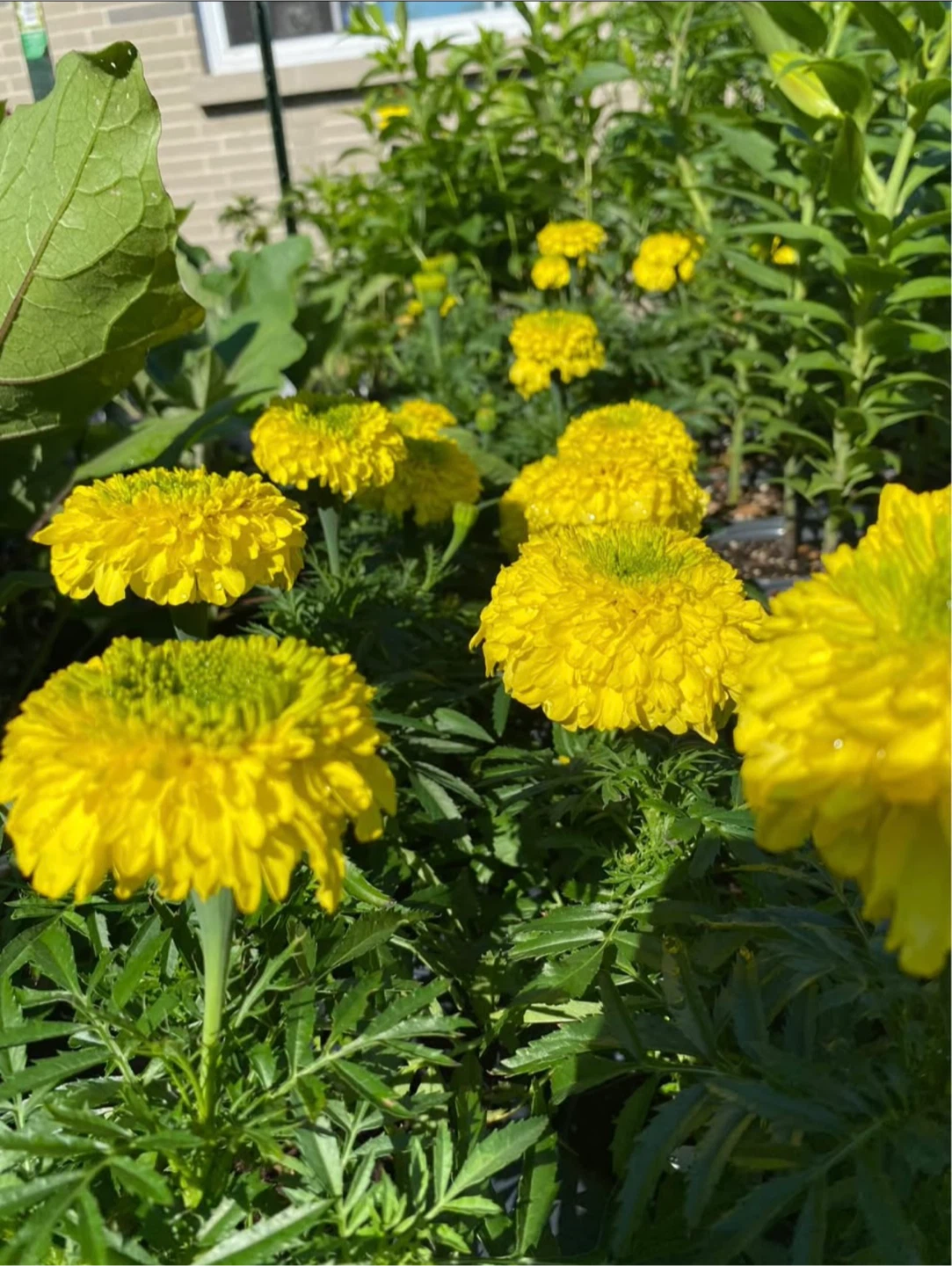 Large Hybrid Inca marigold flowers seedlings blooming 🌱 - photo 2
