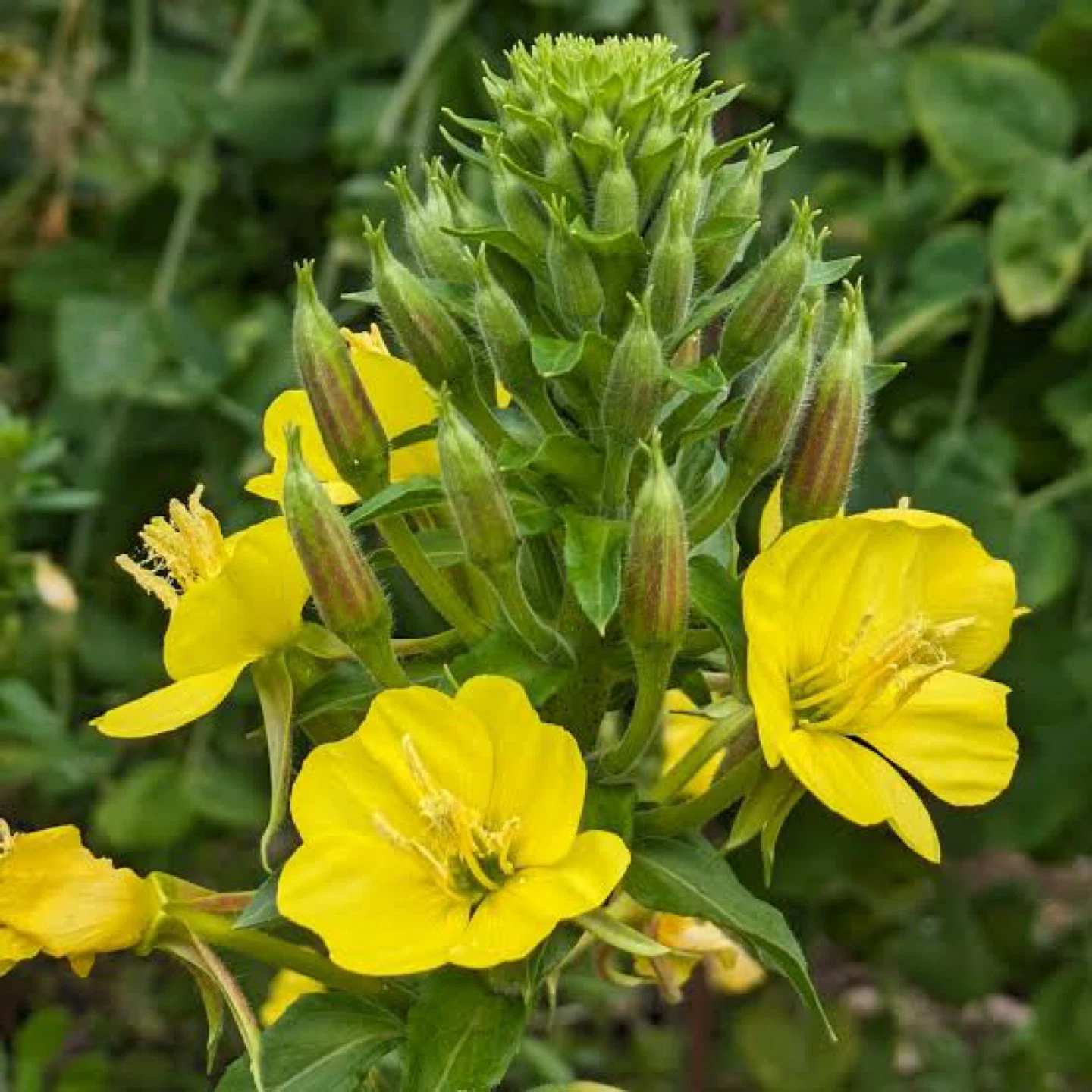 Yellow Evening Primrose Plants - photo 2