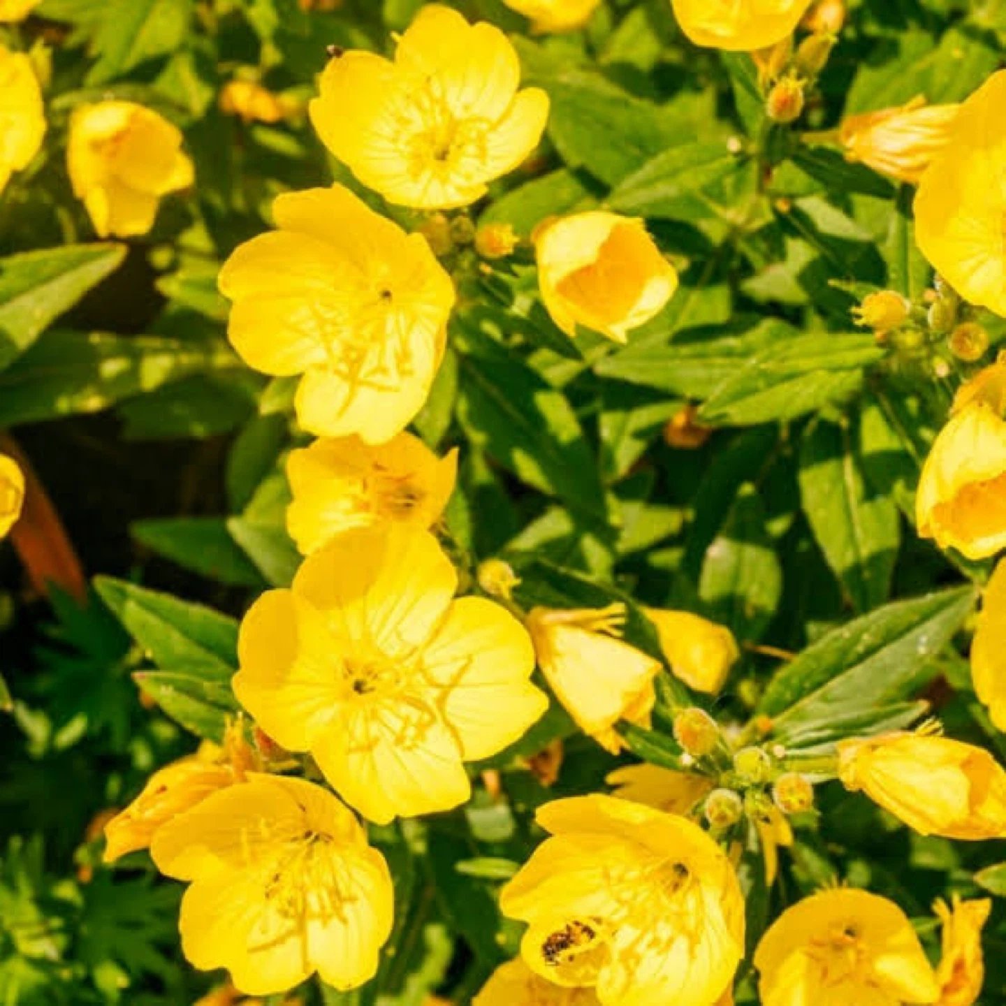 Yellow Evening Primrose Plants