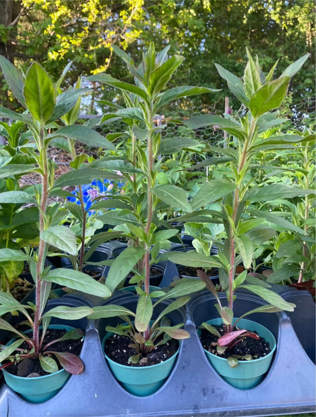 Yellow Evening Primrose Plants - photo 3